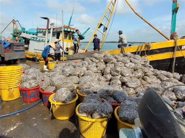 Bình Thuận khai thác hải sản gắn với phòng, chống khai thác IUU