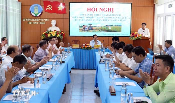 Ninh Thuận: Nhân rộng mô hình chuyển đổi sản xuất lúa từ 3 vụ sang 2 vụ mỗi năm