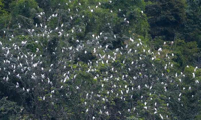 Kỳ thú hàng nghìn con cò trắng quần tụ tại đất thiêng Điện Biên Phủ