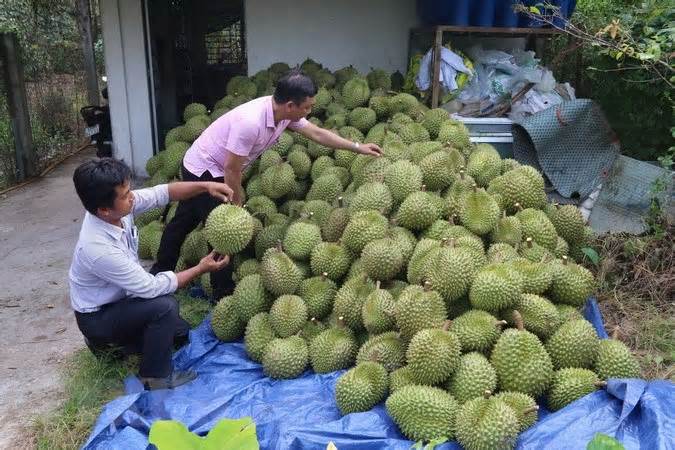 Tiền Giang: Phát triển vùng chuyên canh cây ăn quả để xuất khẩu