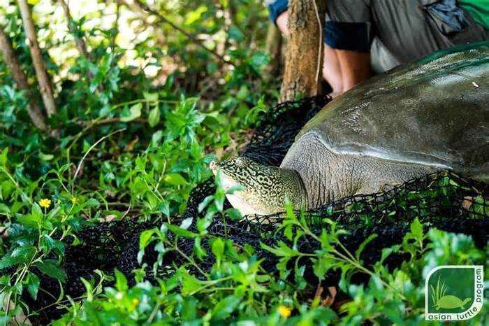 Hà Nội yêu cầu làm rõ nguyên nhân cá thể rùa quý hiếm chết ở hồ Đồng Mô