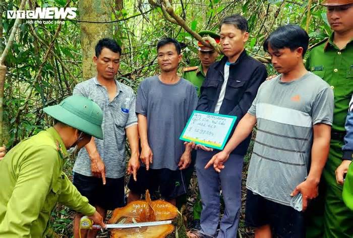 Bắt nhân viên bảo vệ rừng cấu kết với lâm tặc đốn hạ gỗ quý ở Lâm Đồng