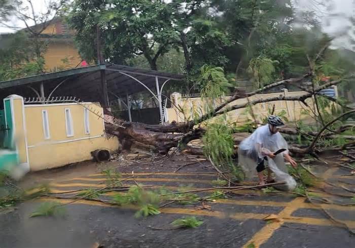 Hú hồn cây phượng lâu năm bật gốc đè sập tường trường học, chắn ngang đường phố tại Huế