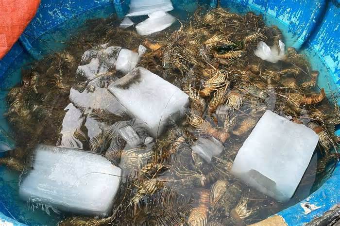 Hàng chục tấn tôm hùm xanh ở Phú Yên chết do ảnh hưởng thời tiết