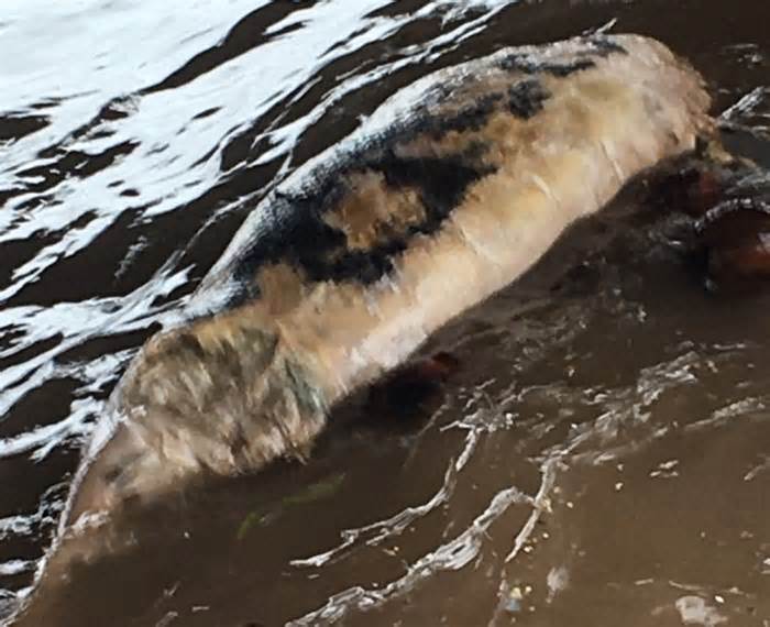 Liên tiếp phát hiện xác cá voi chết trôi dạt vào vùng biển Thái Bình