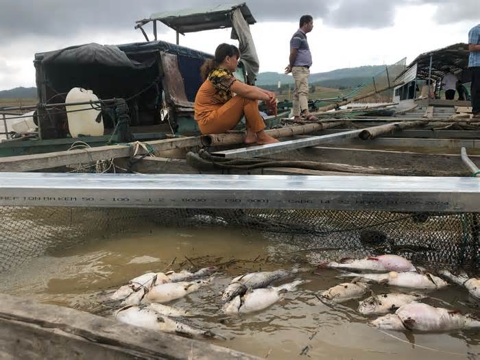 Hơn 25 tấn cá lăng chết trắng lòng hồ thủy điện