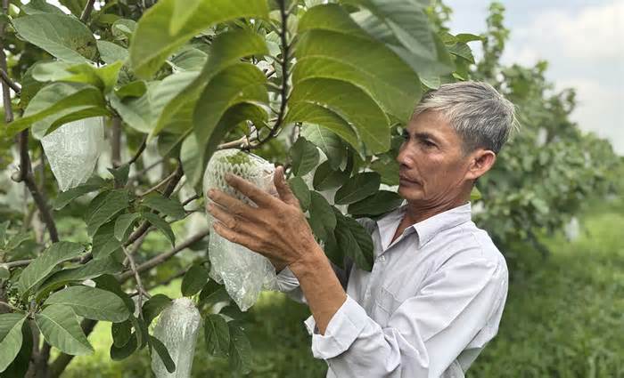 Thu hơn 10 tỷ đồng mỗi năm từ vườn na 'hoàng hậu'