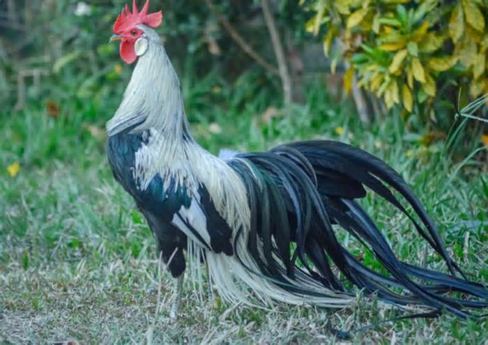 Bí ẩn giống gà đuôi dài nhất thế giới giá trăm triệu đồng/con