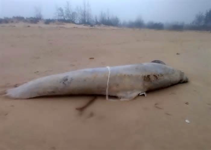 Chôn cất xác cá voi dạt vào bờ biển tỉnh Quảng Trị