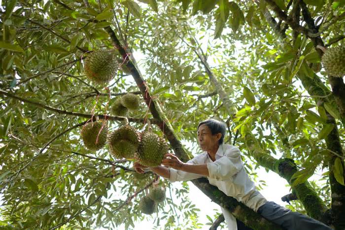 Đạ Tiên là tên 3 huyện Đạ Huoai, Đạ Tẻh, Cát Tiên của Lâm Đồng?