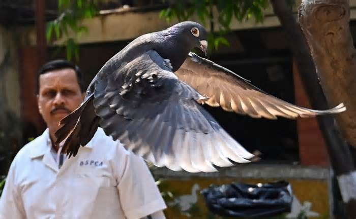 Ấn Độ phóng thích chim bồ câu bị nghi oan là gián điệp