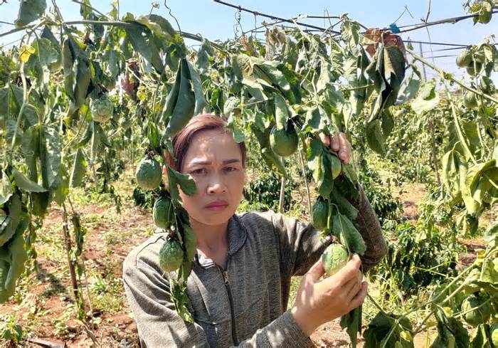 Một hộ dân ở Gia Lai bị kẻ gian chặt phá gần 600 cây cà phê, chanh dây