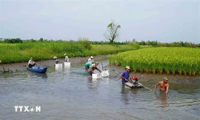 Kiên Giang: Đẩy mạnh sản xuất lúa-tôm an toàn sinh học