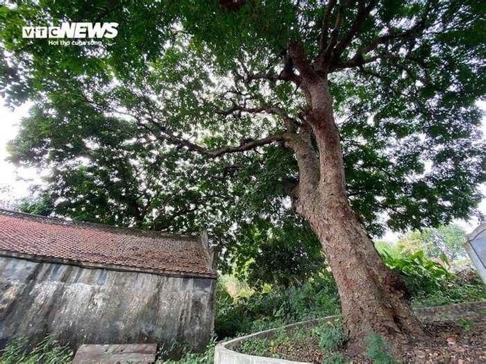 Cận cảnh cây lim xanh gần nghìn năm tuổi ở Hải Phòng