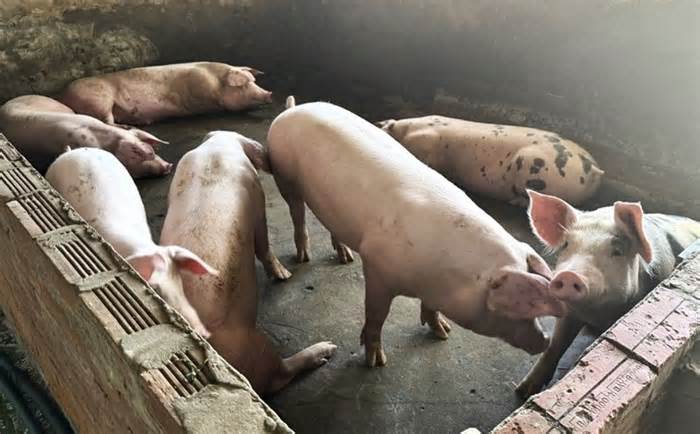 Giá heo hơi hôm nay 31.7: Khởi sắc khi liên tục tăng, có nơi tăng 2.000 đồng/kg