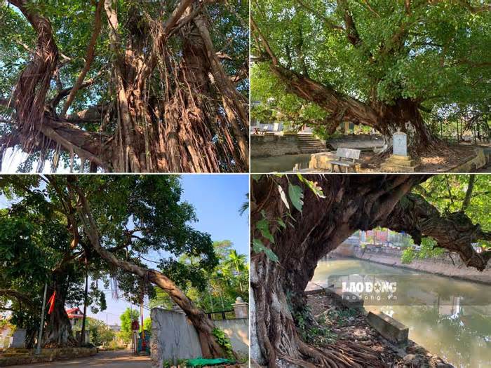 Tận thấy 7 cây di sản được xem như báu vật quy tụ tại một xã ở Nam Định