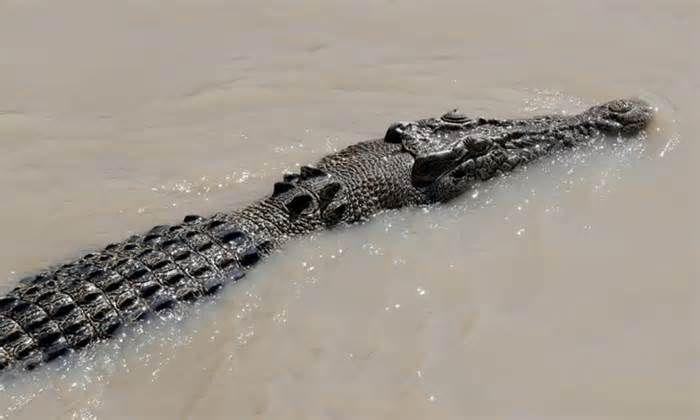 Cá sấu 4 m nhảy lên thuyền tấn công ngư dân