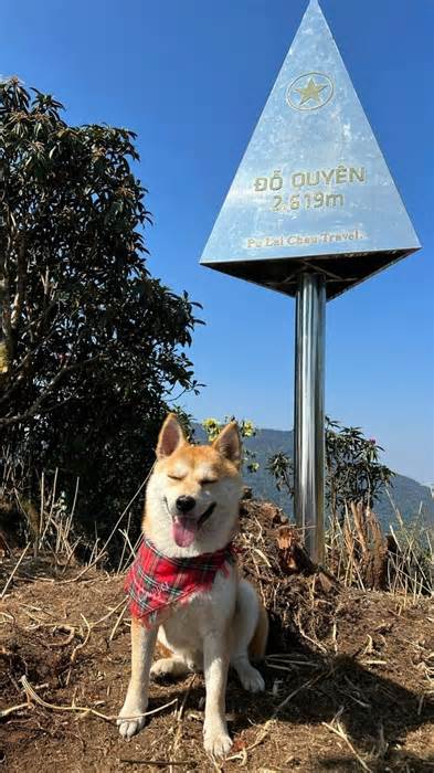 Chú chó thành 'idol mạng' nhờ chinh phục 7 ngọn núi khó trèo ở Việt Nam