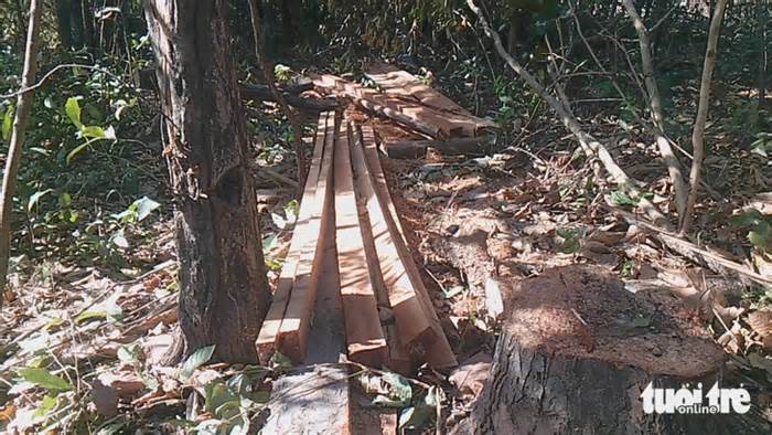 Khởi tố vụ án phá rừng trong đêm 30 Tết tại Gia Lai