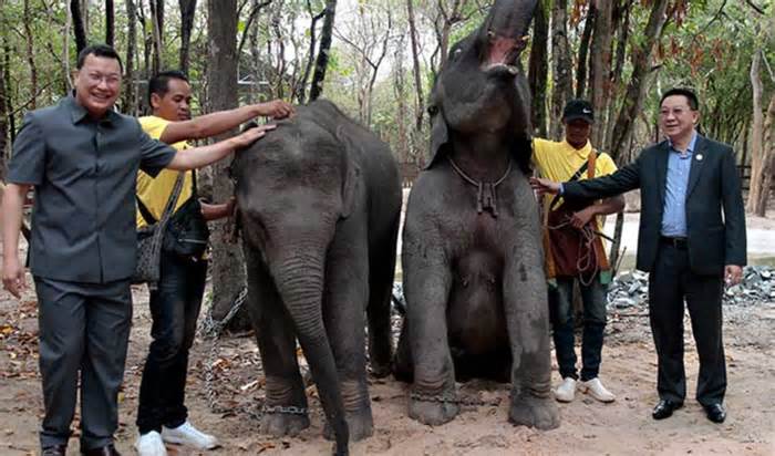 Lào tặng quốc vương Campuchia một đôi voi