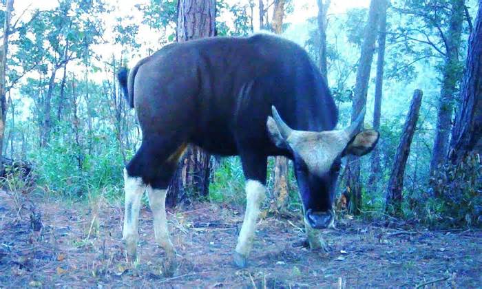Ninh Thuận phát hiện 17 bò tót quý hiếm