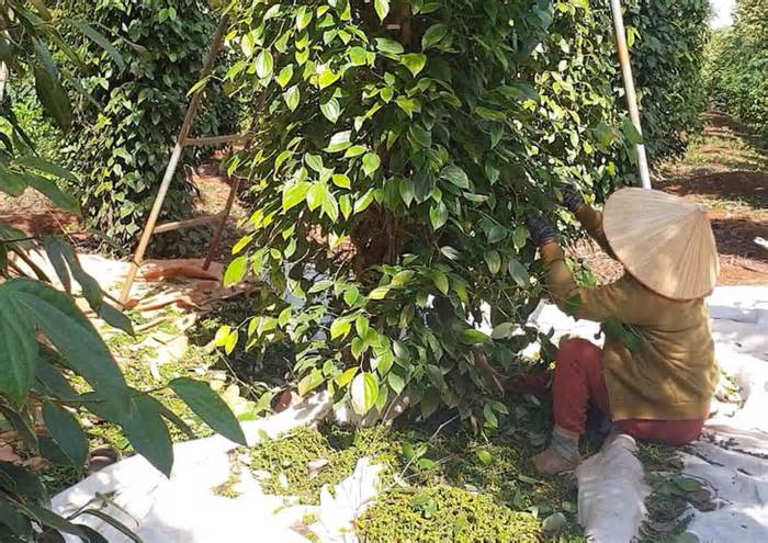 Doanh nghiệp Việt nghi container hồ tiêu, cà phê xuất khẩu bị ‘rút ruột’ tại cảng
