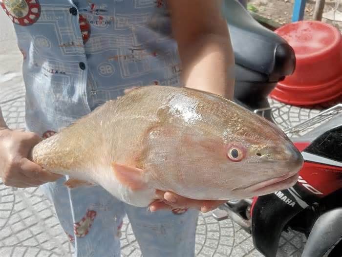 Ngư dân Đà Nẵng bắt được cá nghi sủ vàng siêu quý hiếm, nặng hơn 3,5kg