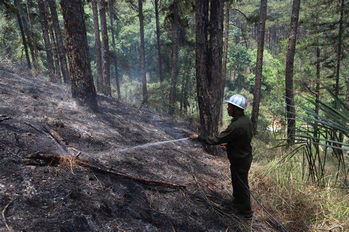 Cận cảnh rừng thông Đà Lạt trơ trụi sau trận cháy lớn