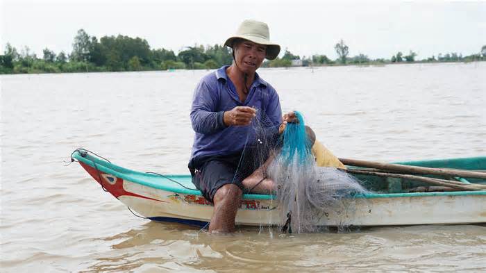 Chơi vơi mùa nước nổi: Đồng Tháp Mười 'đói' tôm, cá