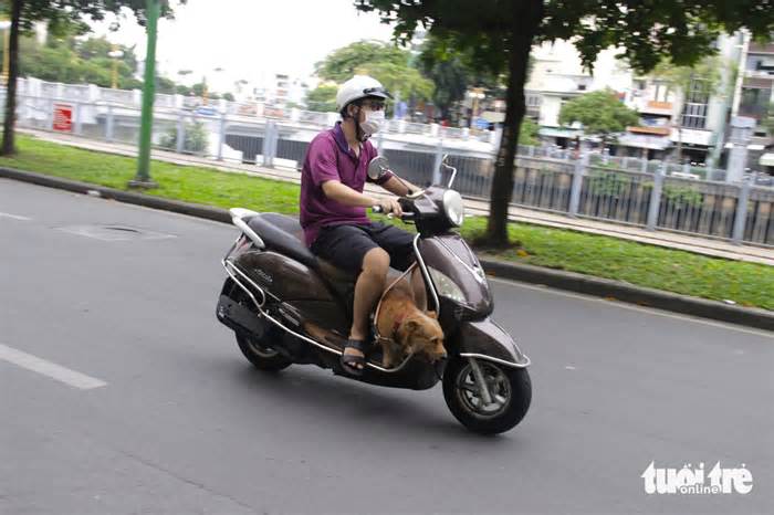 TP.HCM: Chở thú cưng đứng trên xe máy phóng vun vút, quá nguy hiểm