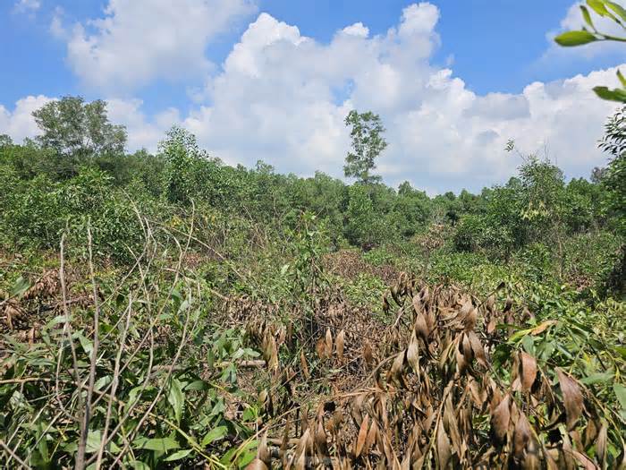 Công an vào cuộc điều tra vụ rừng keo 3000 cây của lão nông nghi bị chặt phá