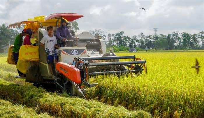 Giá lúa ST25 tăng cao, nông dân phấn khởi