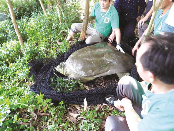 Gian nan khôi phục loài rùa Hoàn Kiếm