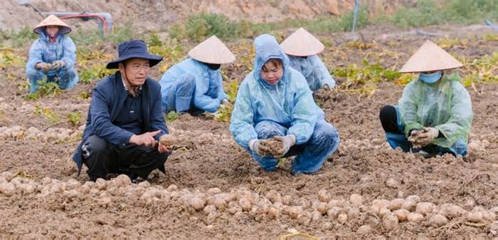 Việt Nam tìm cách giảm lượng khoai tây nhập khẩu