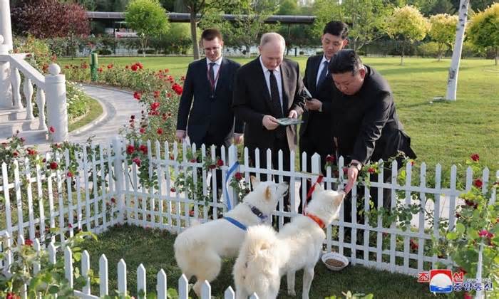 Ông Kim Jong-un tặng ông Putin cặp 'quốc khuyển' Triều Tiên