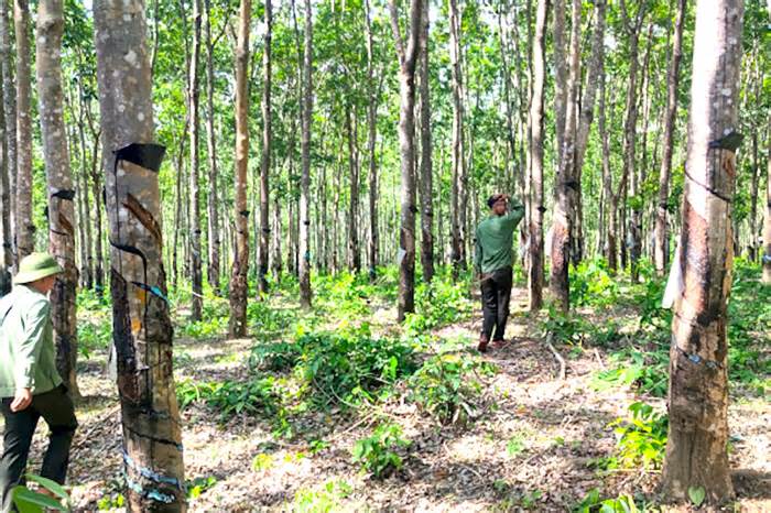 Tìm người chiếm gần 360 ha đất rừng phòng hộ để trồng cao su
