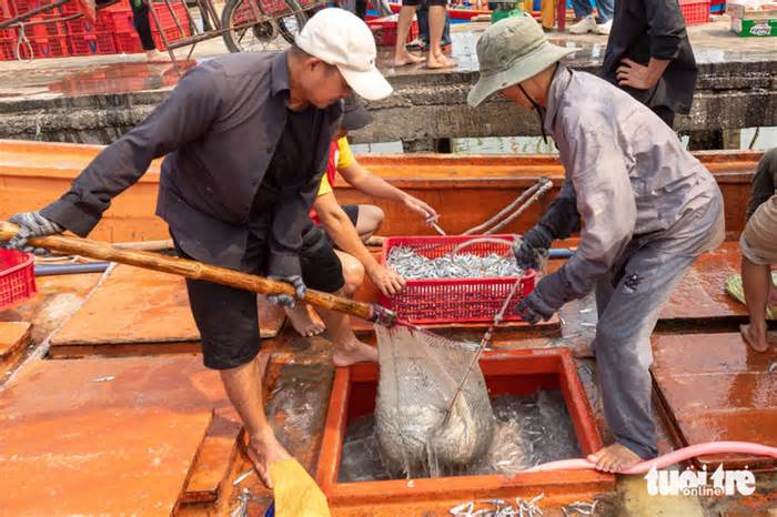 Cận Tết, ngư dân trúng trăm tấn cá, quay ngay ra biển đánh bắt tiếp