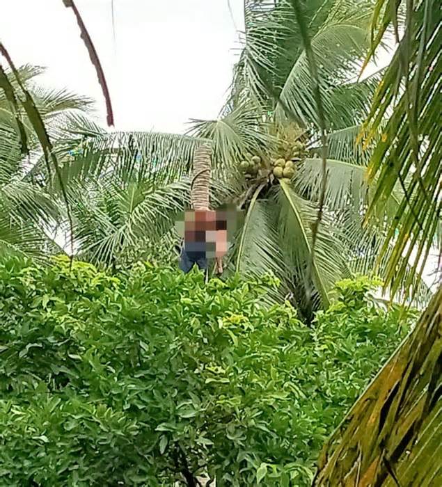 Xác chết treo lơ lửng trên cây dừa ở Vĩnh Long