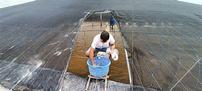 Nông dân nuôi tôm ở Bà Rịa-Vũng Tàu lo lắng về hiện tượng thời tiết này