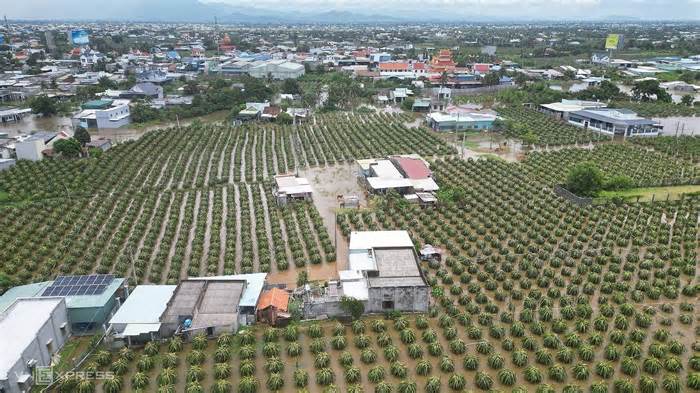 Thi công đường gây ngập nhà, vườn thanh long ở Bình Thuận?