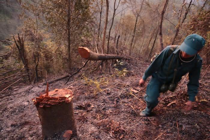 Vụ cháy rừng Hoàng Liên: Có hay không tình trạng phá rừng?