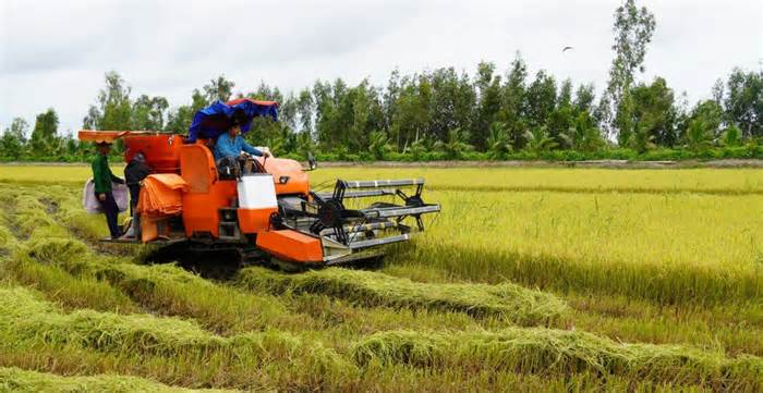 Nông dân khẩn trương thu hoạch lúa sau mưa dầm