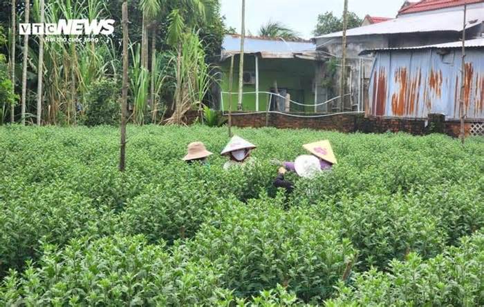 Vắng thương lái khi Tết cận kề, nông dân thủ phủ hoa cúc miền Trung lo sốt vó