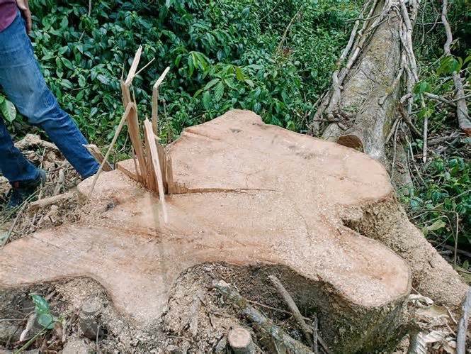 Quảng Trị: Làm rõ hàng chục cây rừng tự nhiên bị đốn hạ