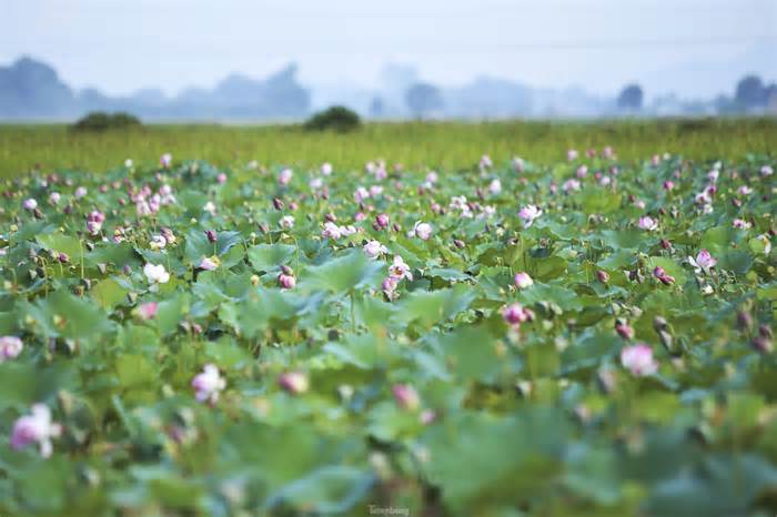 Chiêm ngưỡng những đầm sen nở rộ, tỏa hương ngào ngạt ở Hà Tĩnh