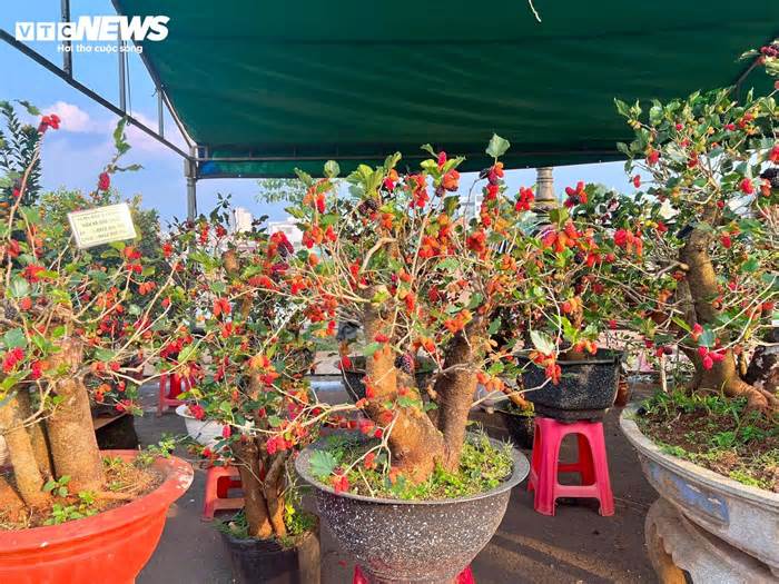 Bonsai dâu tằm dáng 'siêu độc', bán giá hàng chục triệu đồng/cây