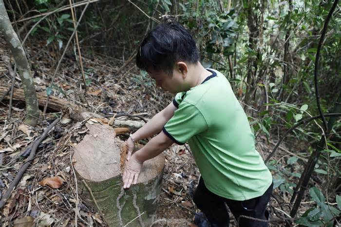 Thêm vụ chặt hạ gỗ rừng Tây Yên Tử