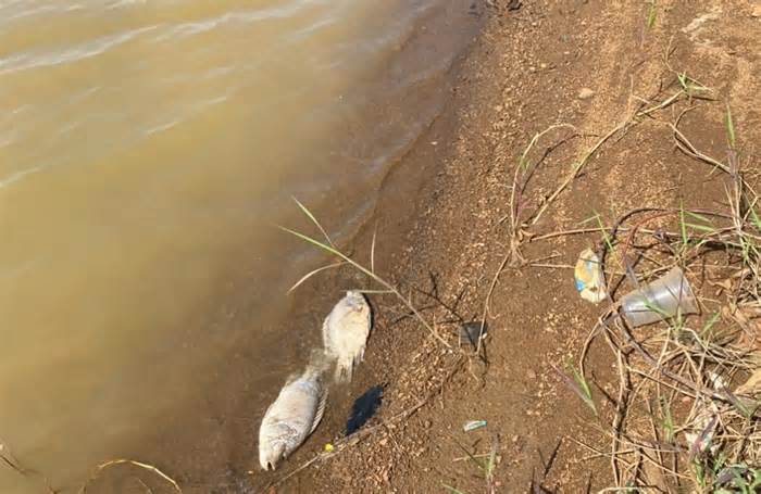 Lấy mẫu nước xác định nguyên nhân cá chết ở hồ Tây, Đắk Mil, Đắk Nông