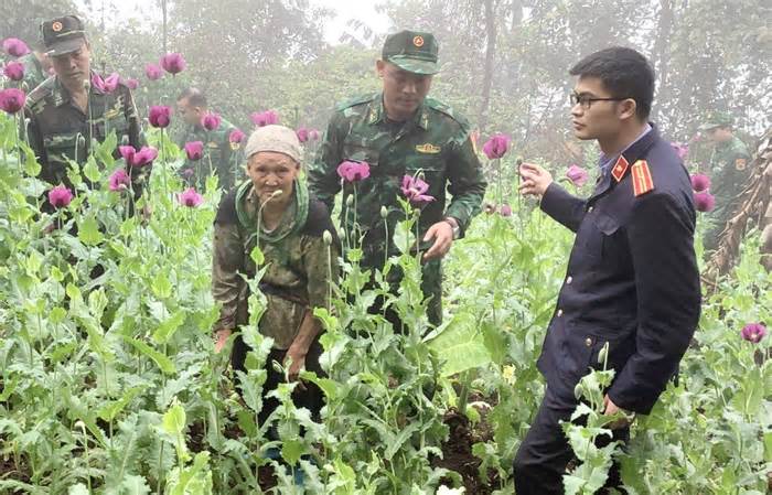 Cao Bằng: Khởi tố vụ án trồng 600 cây thuốc phiện ở xã Cần Nông