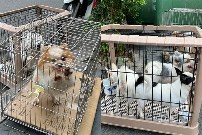 Sống khổ vì hàng xóm nuôi gần 100 con chó, nhà cạnh trạm cứu hộ chó mèo